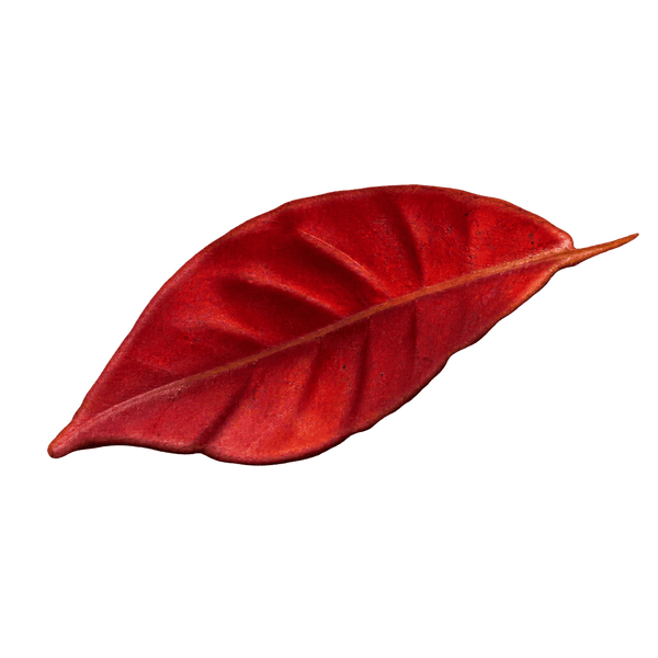 Rotes Mohnblütenblatt
